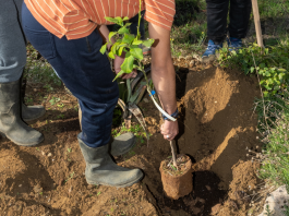 Δράση αποκατάστασης πρασίνου στη Σκρα: Κάλεσμα συμμετοχής από Δήμο & Περιφέρεια