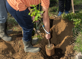 Δράση αποκατάστασης πρασίνου στη Σκρα: Κάλεσμα συμμετοχής από Δήμο & Περιφέρεια