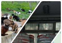 Δωρεάν ζωοτροφές για αδέσποτες γάτες – Νέα ημερομηνία διανομής από τον Δήμο Νέας Φιλαδέλφειας-Νέας Χαλκηδόνας