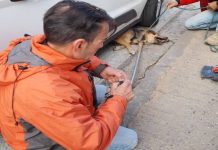 Φιλοζωικός Σύλλογος Νέας Φιλαδέλφειας: Ενημέρωση για το ζώο που χτυπήθηκε στην Εθνική οδό – Τι συνέβη