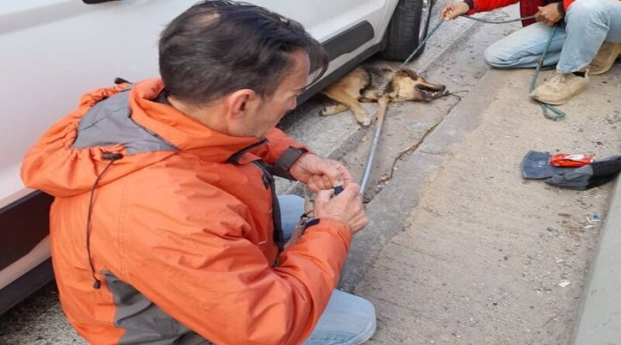 alt= Ενημέρωση από τον Φιλοζωικό Σύλλογο Νέας Φιλαδέλφειας για το ζώο που χτυπήθηκε στην Εθνική οδό