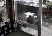 Ανατριχιαστική καταγγελία στη Νέα Φιλαδέλφεια: Άνδρας αρπάζει αδέσποτες γάτες στους Απόμαχους– Έρευνα της αστυνομίας