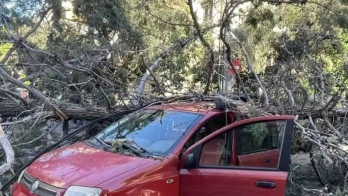 alt= υναγερμός στο Ηράκλειο Αττικής: Δέντρο καταπλάκωσε όχημα – Κίνδυνος ηλεκτροπληξίας λόγω κακοκαιρίας