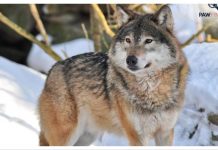 Συναγερμός στην Αττική για εμφάνιση λύκου κοντά σε κατοικημένες περιοχές