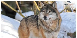 Συναγερμός στην Αττική για εμφάνιση λύκου κοντά σε κατοικημένες περιοχές