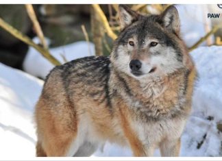 Συναγερμός στην Αττική για εμφάνιση λύκου κοντά σε κατοικημένες περιοχές