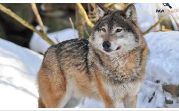 Συναγερμός στην Αττική για εμφάνιση λύκου κοντά σε κατοικημένες περιοχές