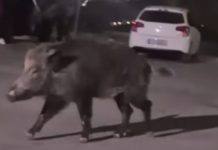 Αγριογούρουνα στα Δυτικά Προάστια: Βίντεο από Περιστέρι και Πετρούπολη προκαλούν έκπληξη