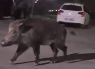 Αγριογούρουνα στα Δυτικά Προάστια: Βίντεο από Περιστέρι και Πετρούπολη προκαλούν έκπληξη