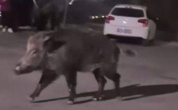 Αγριογούρουνα στα Δυτικά Προάστια: Βίντεο από Περιστέρι και Πετρούπολη προκαλούν έκπληξη