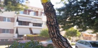 Νέα Φιλαδέλφεια – Νέα Χαλκηδόνα: Μέτρα κατά της πιτυοκάμπης με οικολογικές παρεμβάσεις