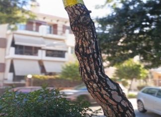 Νέα Φιλαδέλφεια – Νέα Χαλκηδόνα: Μέτρα κατά της πιτυοκάμπης με οικολογικές παρεμβάσεις