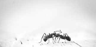 Μυρμήγκια στο σπίτι: Πώς να τα διώξετε εύκολα & τι κινδύνους έχουν για κατοικίδια