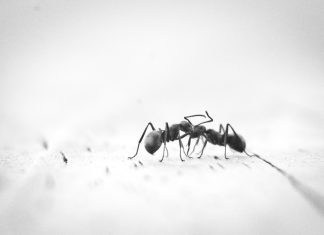 Μυρμήγκια στο σπίτι: Πώς να τα διώξετε εύκολα & τι κινδύνους έχουν για κατοικίδια