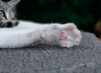 Δήμος Νέας Φιλαδέλφειας – Νέας Χαλκηδόνας: Εντοπίστηκαν νεκρά γατάκια από πιθανή δηλητηρίαση – Έκκληση για προσοχή στους πολίτες