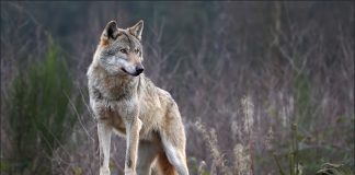 Θρακομακεδόνες: Λύκος κινείται ανενόχλητος σε κατοικημένη περιοχή – Δείτε βίντεο