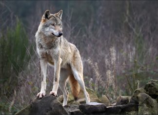 Θρακομακεδόνες: Λύκος κινείται ανενόχλητος σε κατοικημένη περιοχή – Δείτε βίντεο