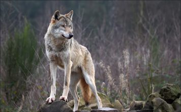 Θρακομακεδόνες: Λύκος κινείται ανενόχλητος σε κατοικημένη περιοχή – Δείτε βίντεο