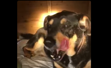 Η συγκινητική ιστορία του Μάρκου – Ένας ηλικιωμένος σκύλος αναζητά ένα ζεστό σπίτι