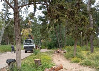 Καθαρισμοί και κοπή δέντρων στη Σήμερα 16/04/2026 στη Νέα Φιλαδέλφεια