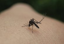 Ψεκασμοί για κουνούπια στη Νέα Φιλαδέλφεια – Νέα Χαλκηδόνα στις 29 Απριλίου 2026