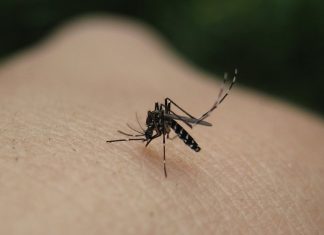 Ψεκασμοί για κουνούπια στη Νέα Φιλαδέλφεια – Νέα Χαλκηδόνα στις 29 Απριλίου 2026