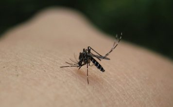 Ψεκασμοί για κουνούπια στη Νέα Φιλαδέλφεια – Νέα Χαλκηδόνα στις 29 Απριλίου 2026