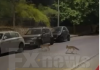 Απίστευτο Βίντεο με αλεπούδες να κάνουν βόλτες στη Νέα Φιλαδέλφεια Απίστευτο Βίντεο με αλεπούδες να κάνουν βόλτες στη Νέα Φιλαδέλφεια