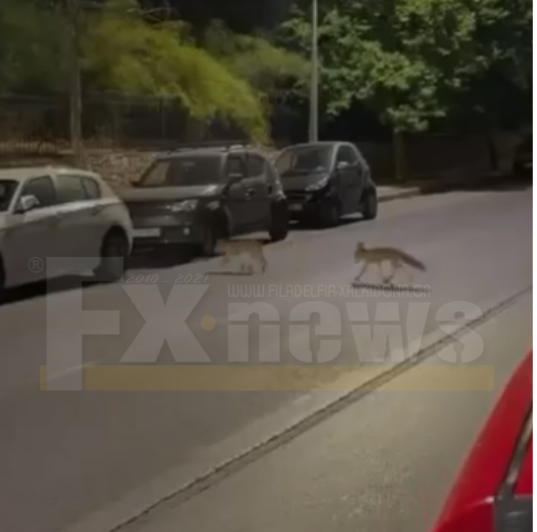 Απίστευτο Βίντεο με αλεπούδες να κάνουν βόλτες στη Νέα Φιλαδέλφεια