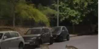 Απίστευτο Βίντεο με αλεπούδες να κάνουν βόλτες στη Νέα Φιλαδέλφεια Απίστευτο Βίντεο με αλεπούδες να κάνουν βόλτες στη Νέα Φιλαδέλφεια