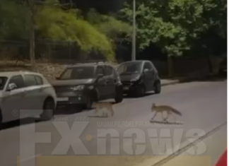 Απίστευτο Βίντεο με αλεπούδες να κάνουν βόλτες στη Νέα Φιλαδέλφεια Απίστευτο Βίντεο με αλεπούδες να κάνουν βόλτες στη Νέα Φιλαδέλφεια