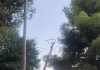 Νέα Φιλαδέλφεια: Μεγάλο δέντρο συγκρατήθηκε στα καλώδια του τρόλεϊ και δεν έπεσε στον δρόμο Νέα Φιλαδέλφεια: Πτώση δέντρου στα καλώδια του τρόλεϊ