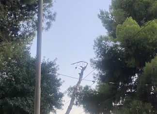 Νέα Φιλαδέλφεια: Μεγάλο δέντρο συγκρατήθηκε στα καλώδια του τρόλεϊ και δεν έπεσε στον δρόμο Νέα Φιλαδέλφεια: Πτώση δέντρου στα καλώδια του τρόλεϊ