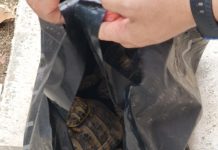 Σοκ στη Νέα Χαλκηδόνα: Χελώνες πεταμένες σε κάδο σκουπιδιών Σοκ στη Νέα Χαλκηδόνα: Χελώνες πεταμένες σε κάδο σκουπιδιών