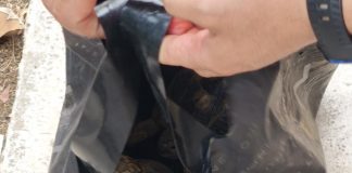 Σοκ στη Νέα Χαλκηδόνα: Χελώνες πεταμένες σε κάδο σκουπιδιών Σοκ στη Νέα Χαλκηδόνα: Χελώνες πεταμένες σε κάδο σκουπιδιών
