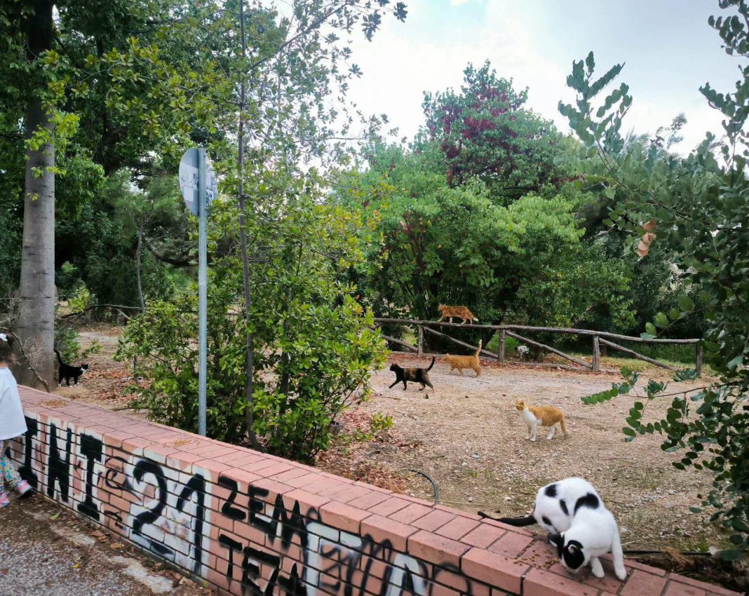 Δωρεάν ζωοτροφές για αδέσποτες γάτες στη Νέα Χαλκηδόνα