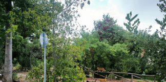 Δωρεάν ζωοτροφές για αδέσποτες γάτες στη Νέα Χαλκηδόνα στις 13 Οκτωβρίου Δωρεάν ζωοτροφές για αδέσποτες γάτες στη Νέα Χαλκηδόνα